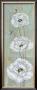 Florentine Poppies by Paul Brent Limited Edition Pricing Art Print