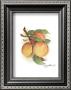 Peaches by Peggy Abrams Limited Edition Pricing Art Print