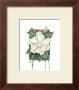 Gardenia by Paul Brent Limited Edition Print