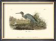 Blue Heron by John James Audubon Limited Edition Pricing Art Print