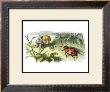 Bo! To A Beetle by Richard Doyle Limited Edition Print