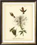 Ruff-Neck Hummingbird by John James Audubon Limited Edition Print
