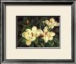 Bountiful Magnolia by Barbara Shipman Limited Edition Print