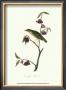 Thrush by John James Audubon Limited Edition Pricing Art Print