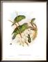 Prioniturus Spatuliger by John Gould Limited Edition Print