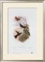 Coeligena Typica, Hummingbirds by John Gould Limited Edition Pricing Art Print