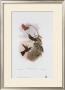 Coeligena Typica, Hummingbirds by John Gould Limited Edition Print