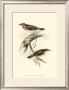 Gorget Warbler by John Gould Limited Edition Pricing Art Print