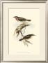 Gorget Warbler by John Gould Limited Edition Print