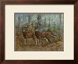 Deer Family Ii by Ron Jenkins Limited Edition Print