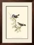 Blue-Throated Warbler by John Gould Limited Edition Print