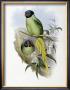 Slaty-Headed Parakeet by John Gould Limited Edition Print