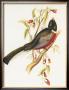 South American Bird I by John Gould Limited Edition Print