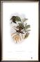 Glaucis Lanceolata, Hummingbirds by John Gould Limited Edition Pricing Art Print