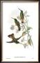Helianthea Dichroura, Hummingbirds by John Gould Limited Edition Print