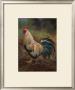 White And Green Rooster by Nenad Mirkovich Limited Edition Print