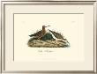 Curlew Sandpiper by John James Audubon Limited Edition Print