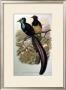 Gould Bird Of Paradise I by John Gould Limited Edition Pricing Art Print
