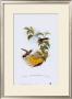 Delattria Clemenciae, Hummingbirds by John Gould Limited Edition Print