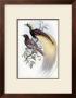 Greater Bird Of Paradise by John Gould Limited Edition Pricing Art Print