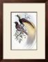 Greater Bird Of Paradise by John Gould Limited Edition Print