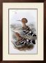 Indian Hoopoe by John Gould Limited Edition Print