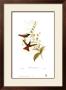 Diphogena Aurora, Hummingbirds by John Gould Limited Edition Print
