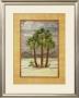 Mediterranean Fan Palm by Paul Brent Limited Edition Pricing Art Print