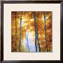 Blue Wood Canopy by Robert Striffolino Limited Edition Print