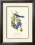 Florida Jays by John James Audubon Limited Edition Print