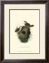 Short-Billed Marsh Wren by John James Audubon Limited Edition Print