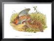 Perdix Cinerea by John Gould Limited Edition Print