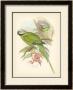 Birds Of The Tropics Ii by John Gould Limited Edition Pricing Art Print