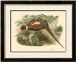 Pheasants Ii by John Gould Limited Edition Print