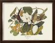 Black-Billed Cuckoo by John James Audubon Limited Edition Print