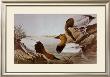 Canvasback Duck by John James Audubon Limited Edition Print