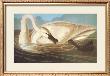 Trumpeter Swan by John James Audubon Limited Edition Print
