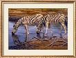 Zebras Drinking by Clive Kay Limited Edition Pricing Art Print