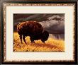 Buffalo by Greg Beecham Limited Edition Pricing Art Print