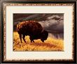 Buffalo by Greg Beecham Limited Edition Print