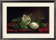 Magnolia Still Life I by Martin Johnson Heade Limited Edition Print