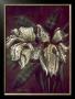 Cattleya Aurea Ii by Steve Butler Limited Edition Pricing Art Print