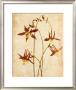 The Columbine by Thea Schrack Limited Edition Pricing Art Print