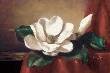 Magnolia Vignette L by Fran Di Giacomo Limited Edition Print