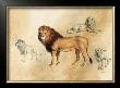 Lion With Pelt by Judy Gibson Limited Edition Print