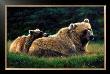 Grizzly Sow And Cub by Al Feldstein Limited Edition Print