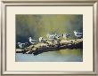 Out On A Limb, White Winged Terns by Dino Paravano Limited Edition Print