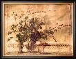 Beechnut Branches by Thea Schrack Limited Edition Print