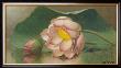 Lotus Blossom by Martin Johnson Heade Limited Edition Pricing Art Print