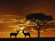 Umbrella Thorn Acacia And Impala, Masai Mara Game Reserve, Kenya by Adam Jones Limited Edition Print